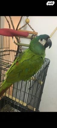 תוכי ארה ננסי זן מיוחד