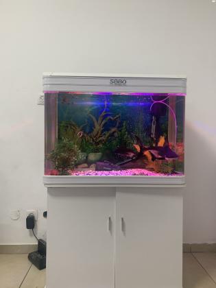 אקווריום+ דגים מסוג טרופי (כריש+תוכי+דג