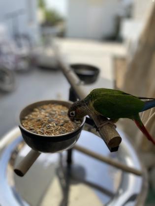 גרינציק ילו סייד מושלם!! האכלת