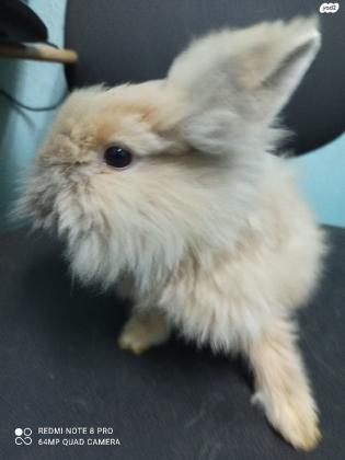 ארנבת ראש אריה מיוחדת מאוד