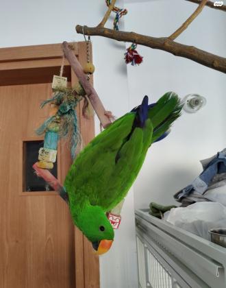 אקלקטוס זכר האכלת יד ברמה