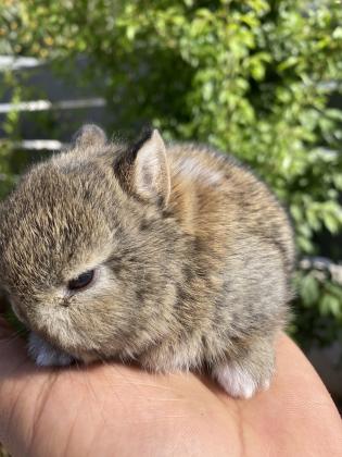 ארנב ננסי הולנדי אורגינל האבא