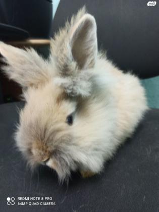 ארנבת ראש אריה מיוחדת מאוד