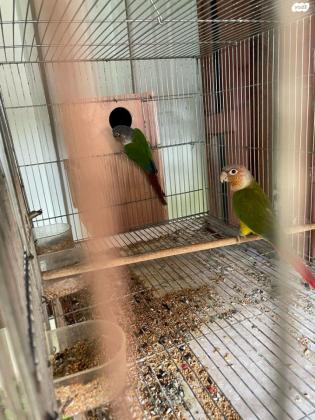 זוגות של גרניציקיםחלקם אננס אדום