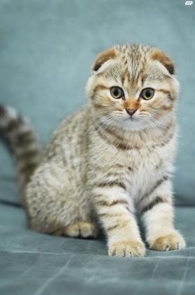 סקוטי פולד נולד ב13/2/22 מהמם