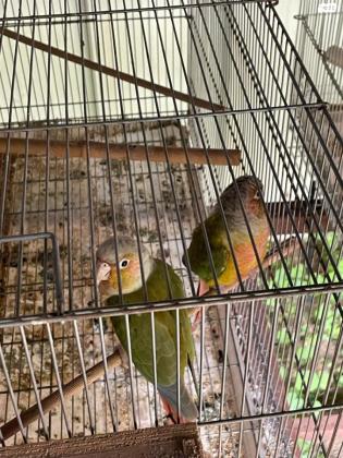 זוגות של גרניציקיםחלקם אננס אדום