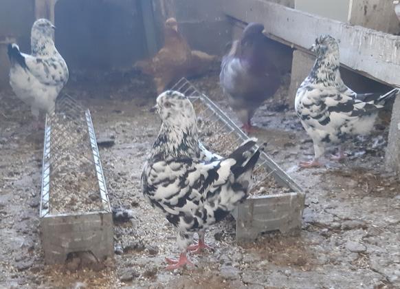 למכירה שני זוגות יוני קינג