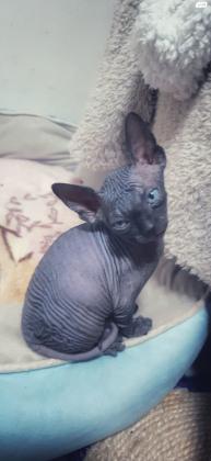 גורי ספינקס למכירה נקבות וזכרים