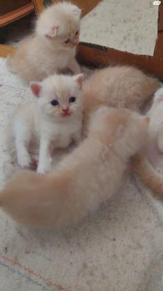 למכירה גורים סקוטים זכרים ונקיבות