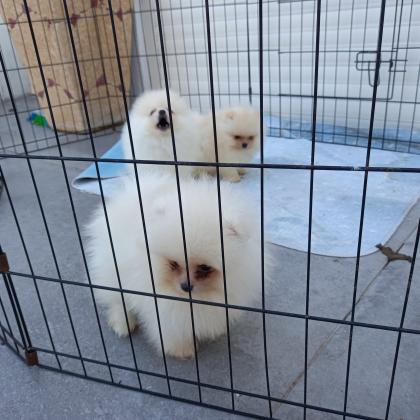 פומרניאן טדי בר ננסי!! לא