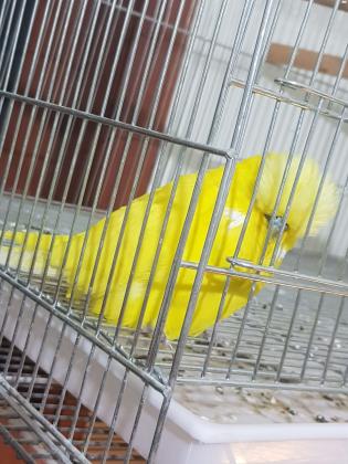 תוכי אנגלי רמה גבוה צבעים יפים