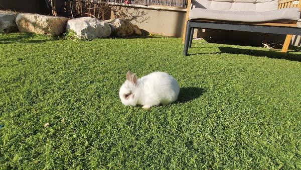 למכירה גורי ארנבות ננסיות הולנדיות