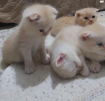 למכירה גורים סקוטים זכרים ונקיבות