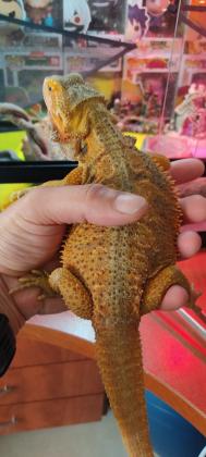 למכירה:חרדון מזוקן צהובכתום יפייפה!...