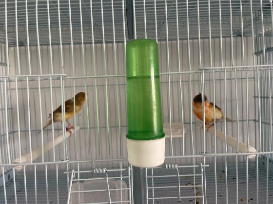 בית גידול למכירה כנרים זכרים