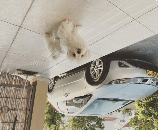 הונדה סיוויק האצ'בק החדשה (2009)