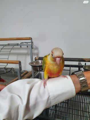 למכירה קוניור גרינציק אננס האכלת