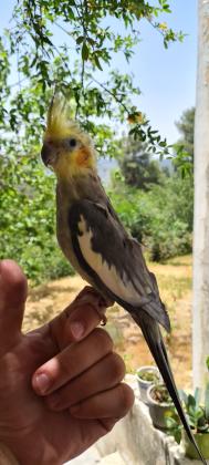 תוכי קוקטייל האכלת יד בן