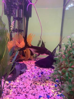 אקווריום+ דגים מסוג טרופי (כריש+תוכי+דג