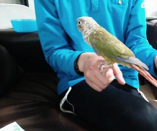 תוכי גרינצ'יק קוניור האכלת יד