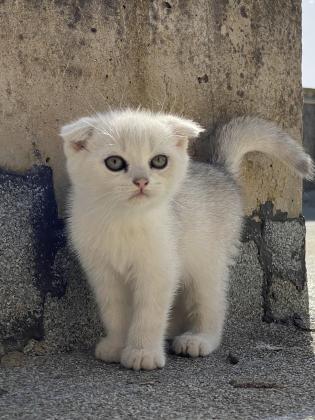 חתולים סקוטי בני חודשיים ,