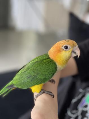 קאיק גינגי בן 4 חודשים