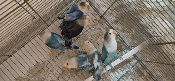 תוכי אהבה צעירים 50 ליחידה ללוקחים כמות