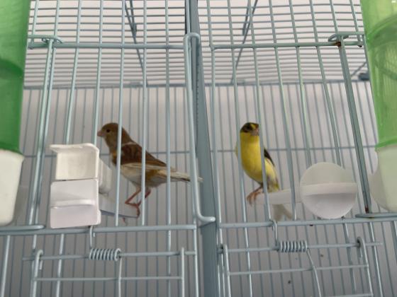 בית גידול למכירה כנרים זכרים