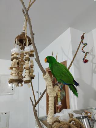 אקלקטוס זכר האכלת יד ברמה