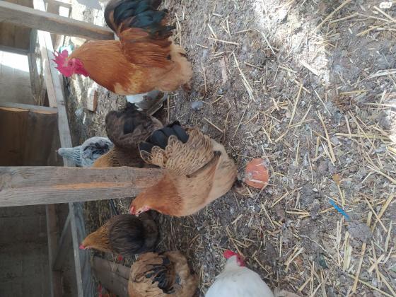 תרנגולות קוצינים בוגרות ויפות