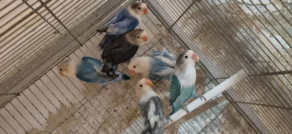 תוכי אהבה צעירים 50 ליחידה ללוקחים כמות