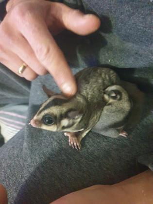 שוגר גליידר למכירה בני חודשייםלפרטים