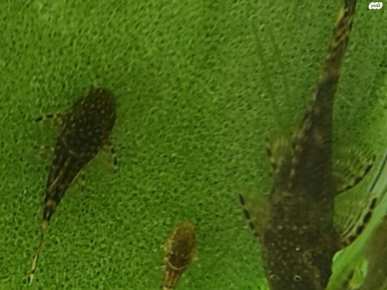 דג אנציטרוס, קטנים גדל 1