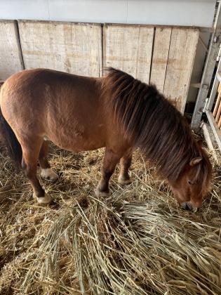 פוני שטלנד מסורס בן 5