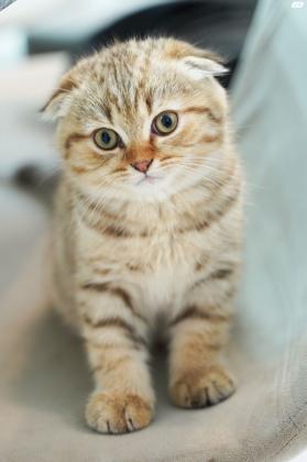 סקוטי פולד נולד ב13/2/22 מהמם