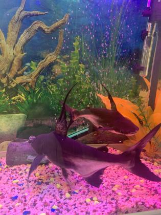 אקווריום+ דגים מסוג טרופי (כריש+תוכי+דג