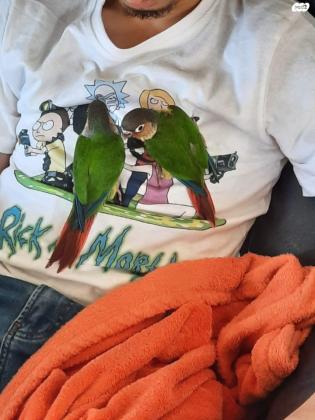 למכירה קוניור גרינציק בן כ3