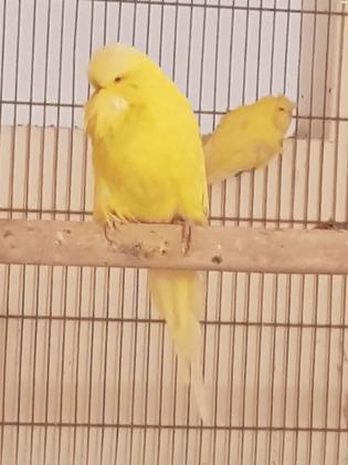 תוכי אנגלי רמה גבוה צבעים יפים