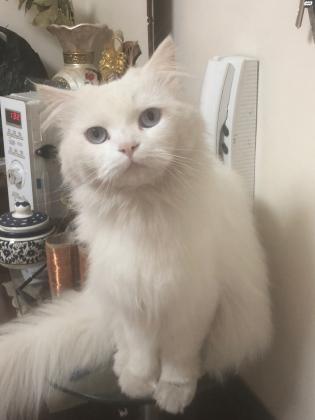 חתול שיראזי נקבה גיל שנתיים