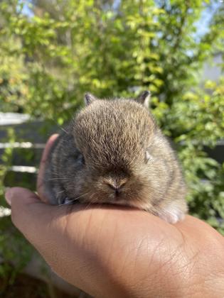 ארנב ננסי הולנדי אורגינל האבא
