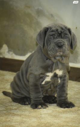 גורי מסטינו נפוליטנו ברמה גבוהה