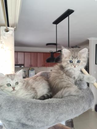 גורה סקוטי שיער ארוך לבן