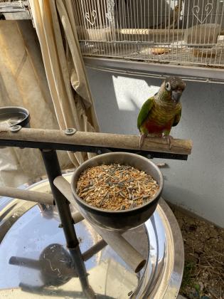 גרינציק ילו סייד מושלם!! האכלת