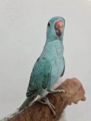 דררה כחולה, האכלת יד ברמה גבוהה מביצה