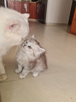 גורה סקוטי שיער ארוך לבן