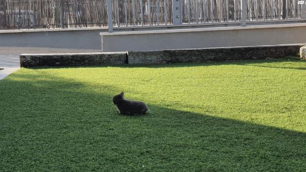 למכירה גורי ארנבות ננסיות הולנדיות