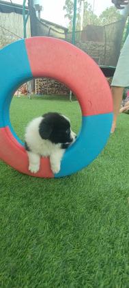 למכירה גורי בורדר קולי גזעיים ומתועדים