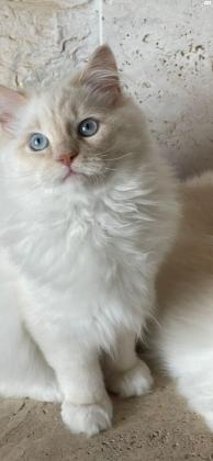 רגדול לבן סוג red point