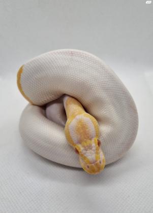 אלבינו פייד דאבל רציסיבי ראשונים