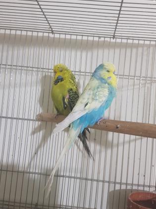 תוכי אנגלי רמה גבוה צבעים יפים